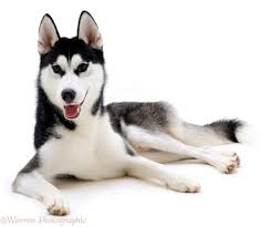 picture of Husky breed dog